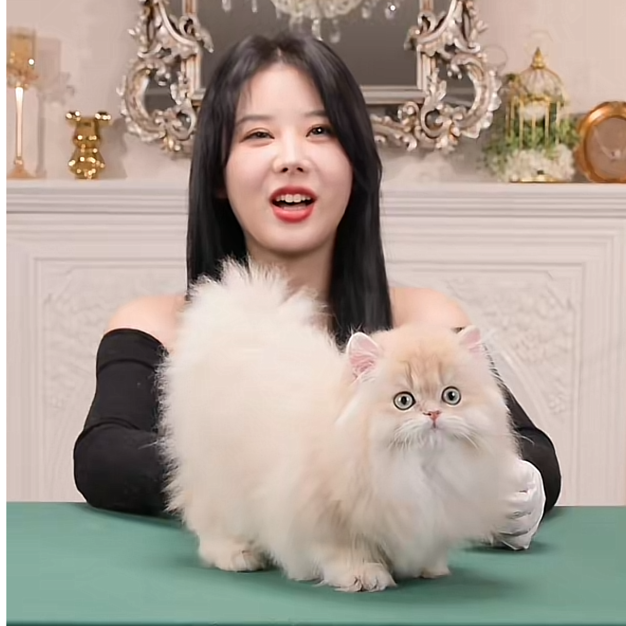 旺财--紫金长毛弟弟猫咪活体【灵犀】英短金渐层金渐层