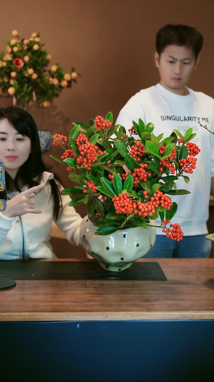 【闪购商品】盆景红玉珠