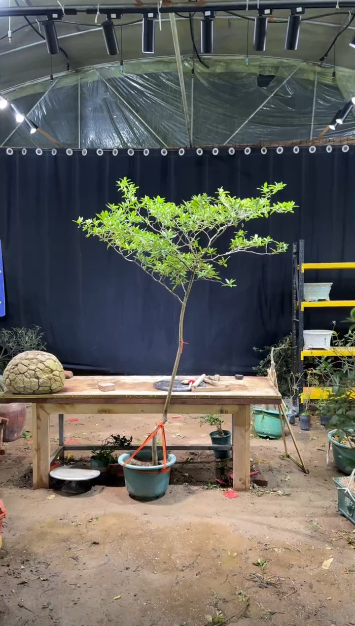 无花朵凯海岛栀子花