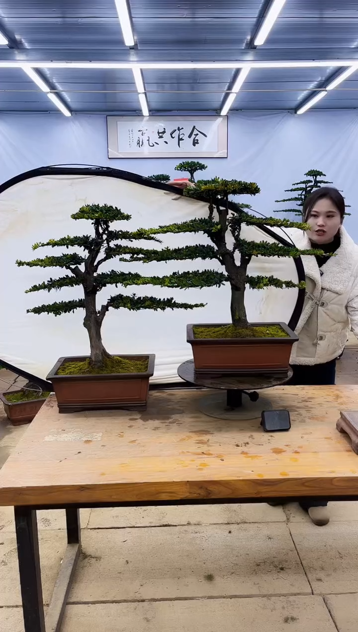 【闪购商品】高端盆景一物一拍，所见即所得