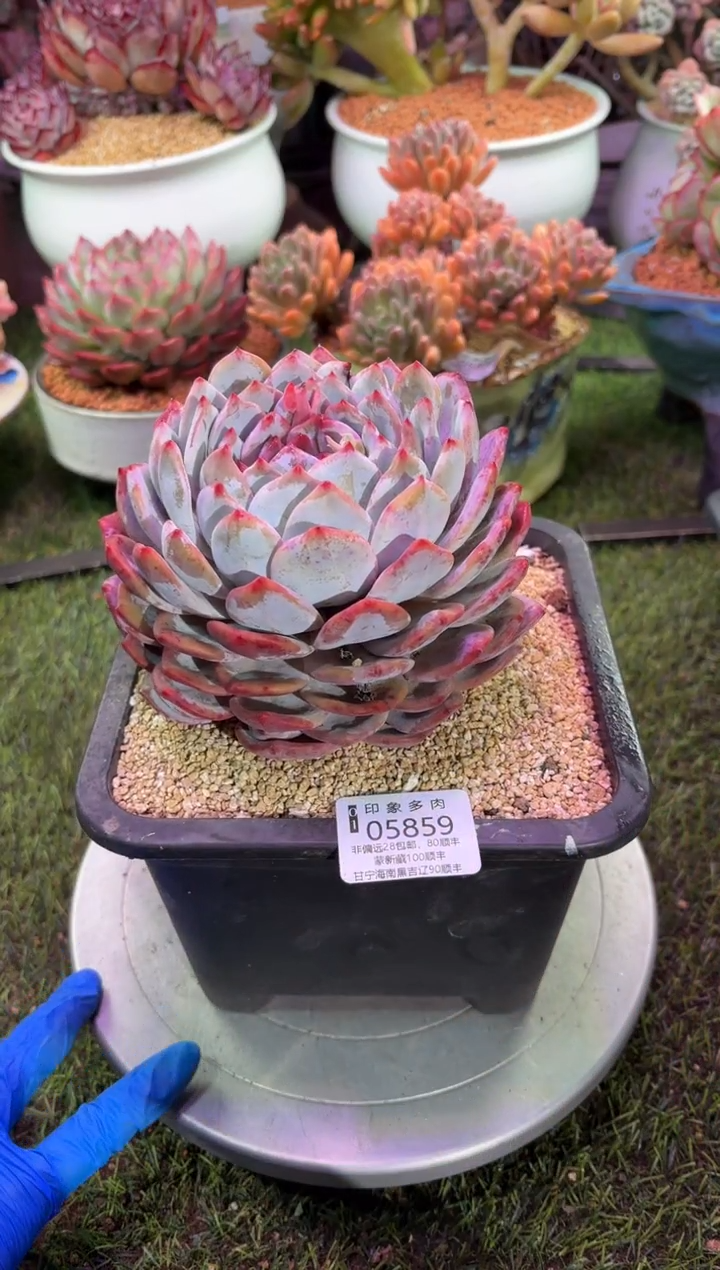 【闪购商品】05859