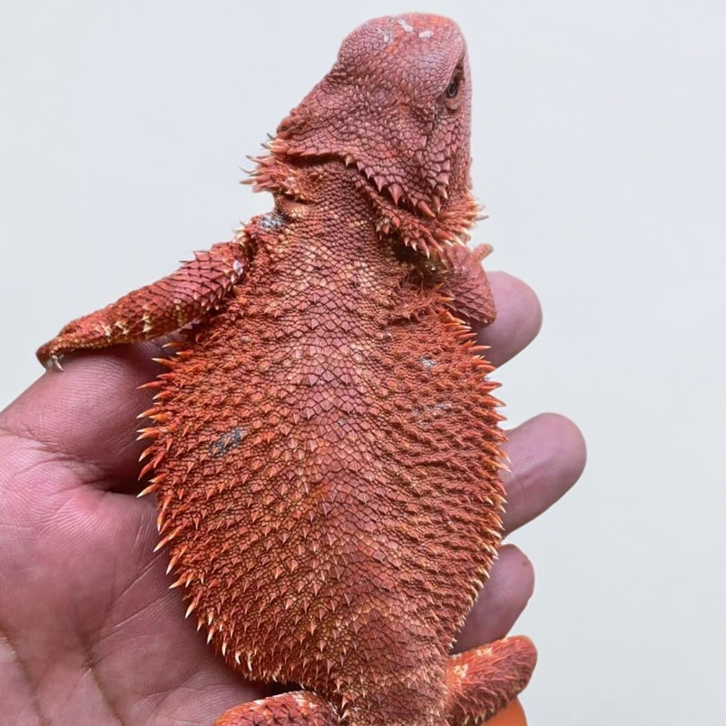 温顺不咬人红系鬃狮蜥爬宠