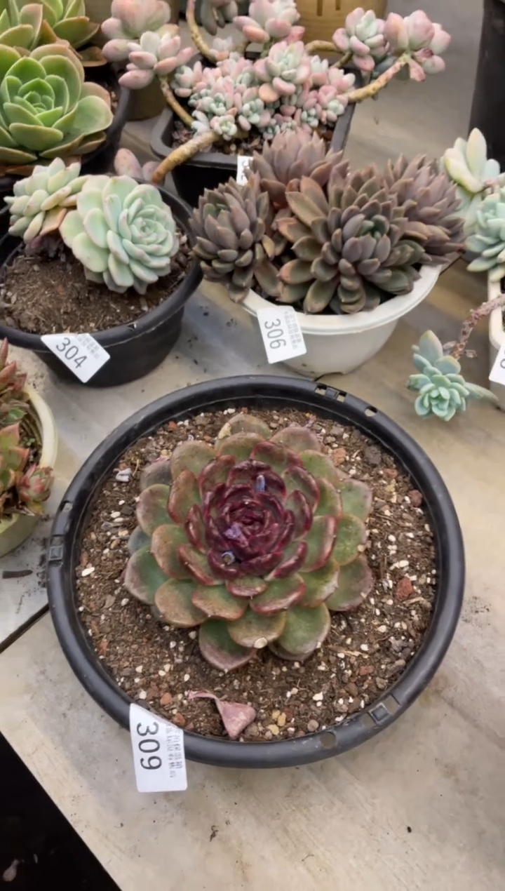 【闪购商品】309水晶