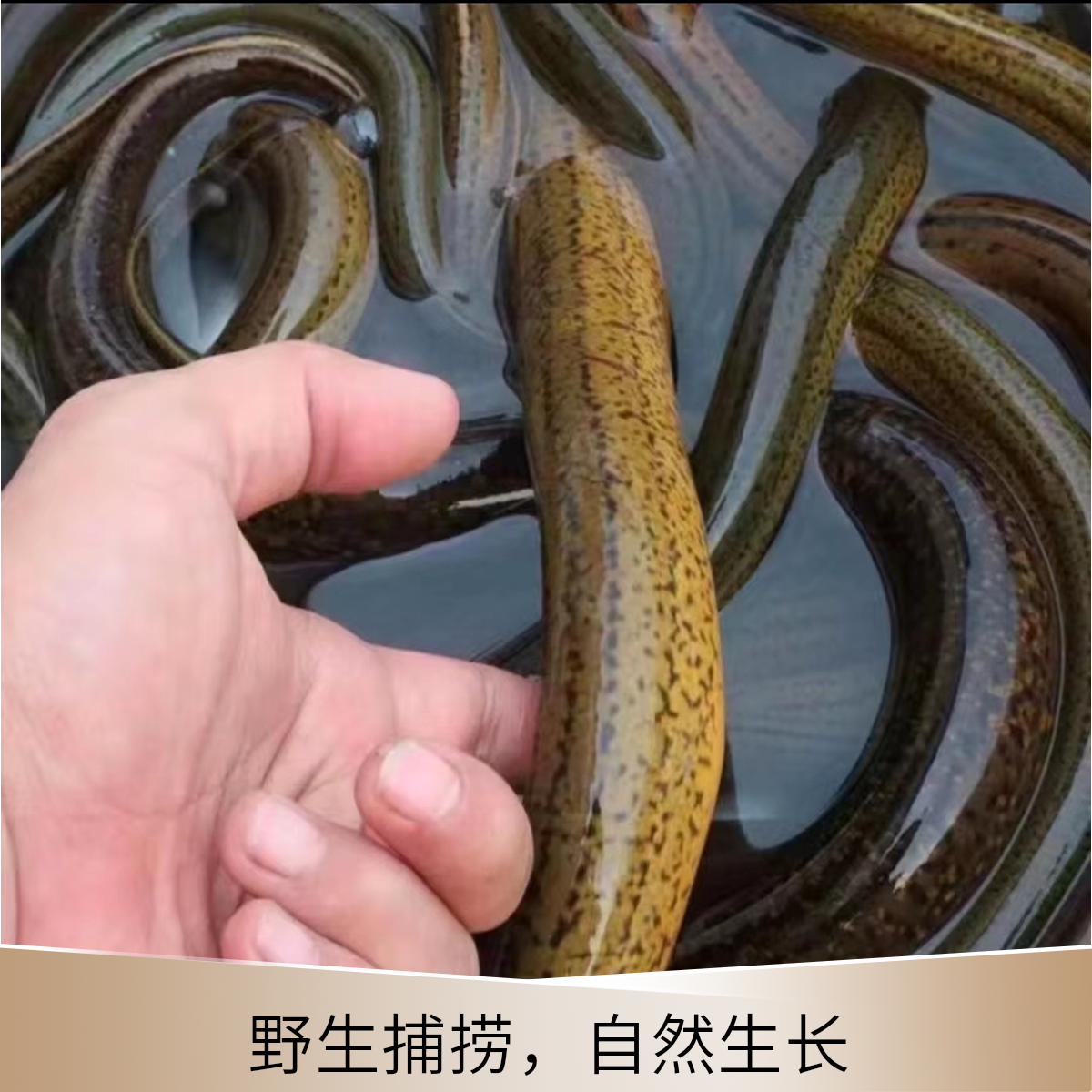 野生黄鳝 1.8到3两大小 扬州大运可野生长鱼 农户现抓 顺丰包邮