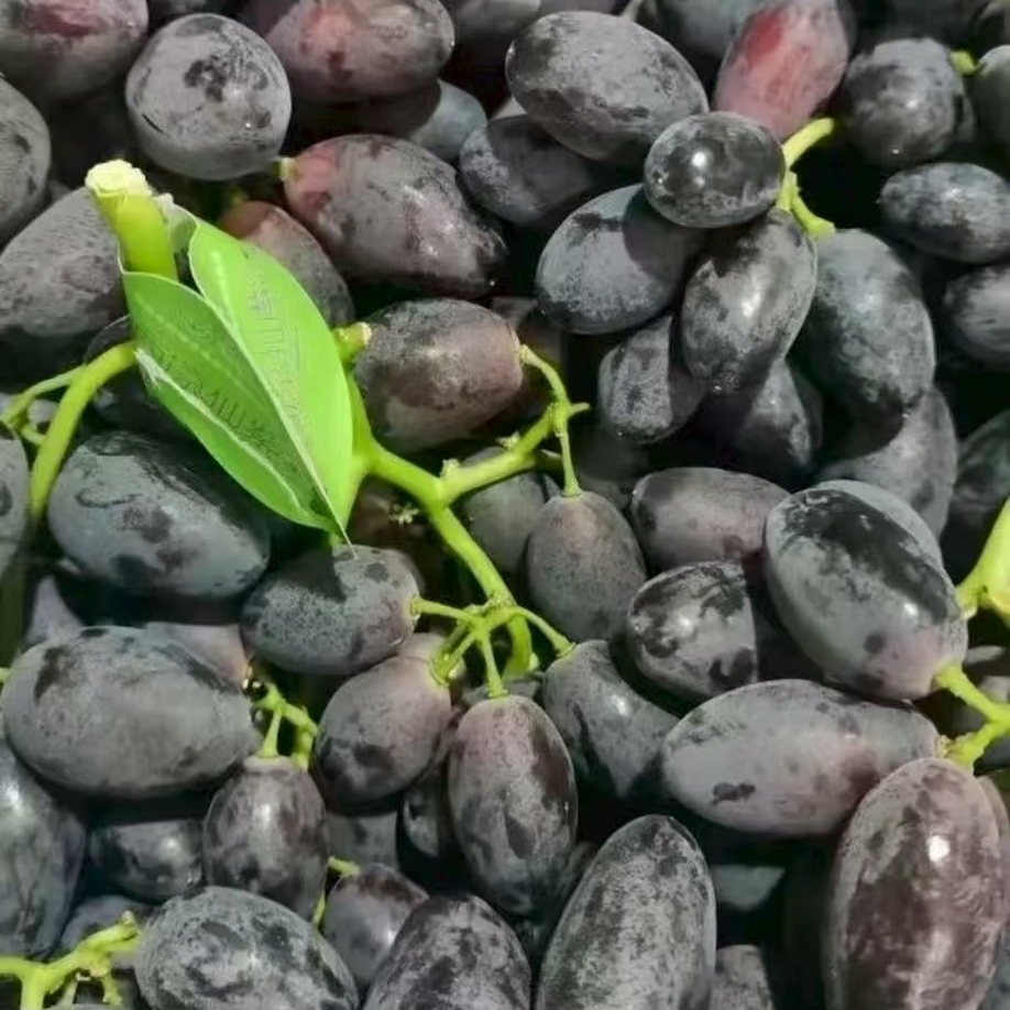 2.8斤【西凉仙子】脆甜多汁，果粒圆润饱满，果肉硬脆且香味浓郁，一筐净果2.8斤左右云南省