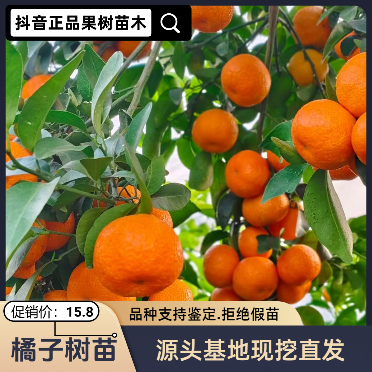 砂糖橘子树苗南北方庭院地栽阳台盆栽耐寒易活橘子果树苗当年结果