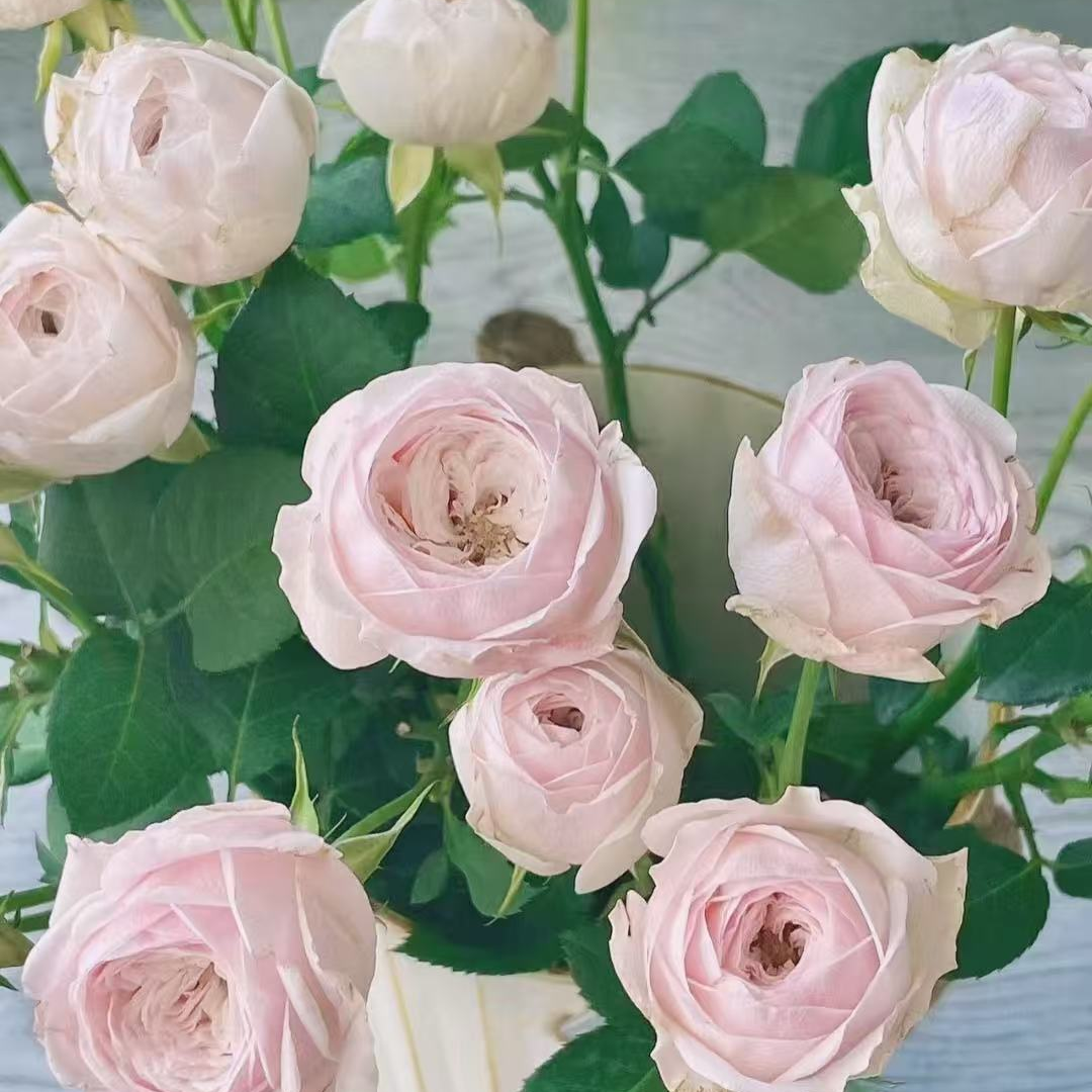 【酷皮】1单顺丰冷链包邮2单送配草3单送配花4单送10支玫瑰