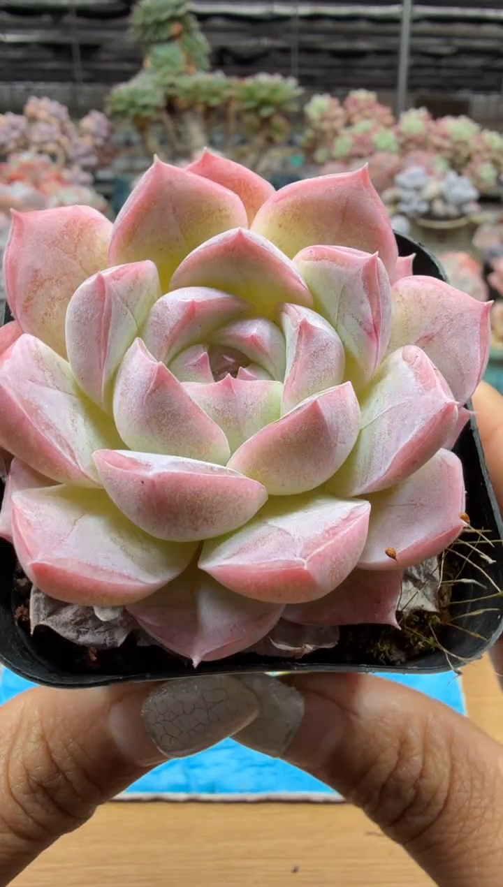 东云多肉园二店-21