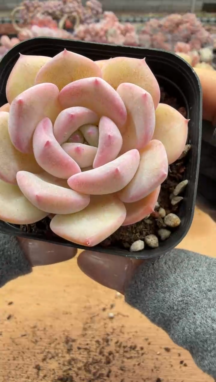 东云多肉园二店-169