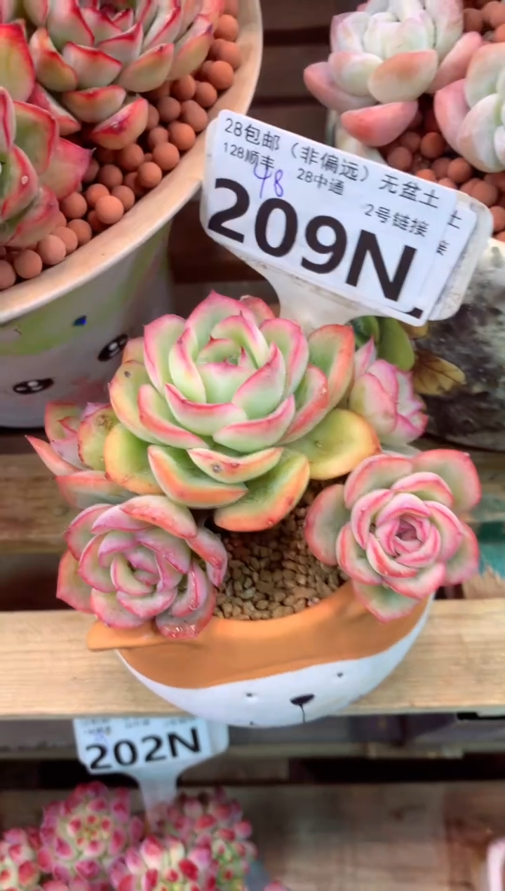 209N（一物一拍，精品多肉，所见即所得 ）