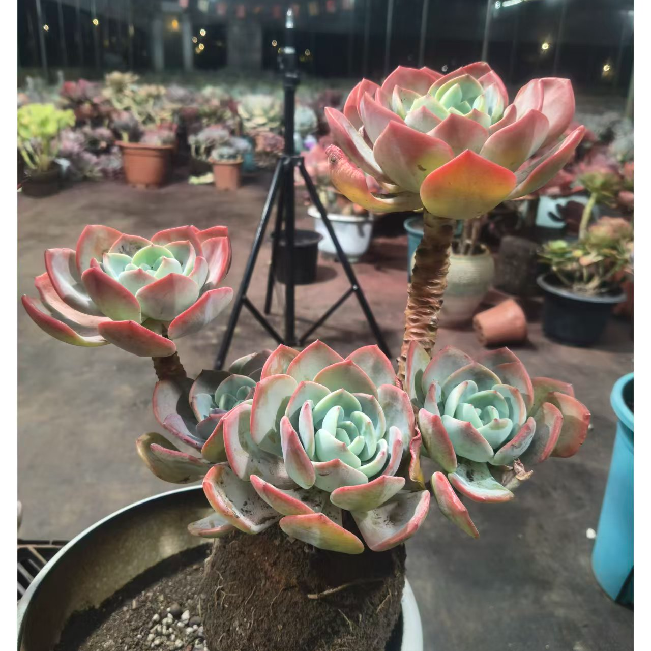 精品多肉 白月光