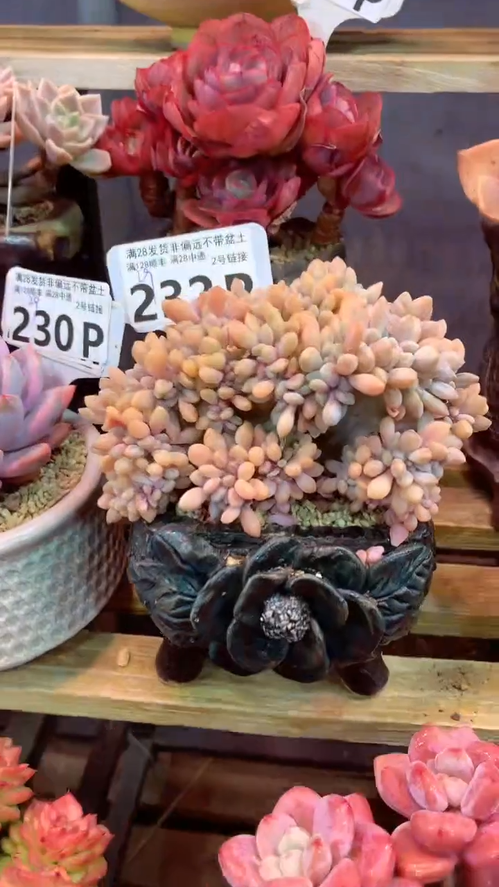 232P（一物一拍，精品多肉，所见即所得 ）