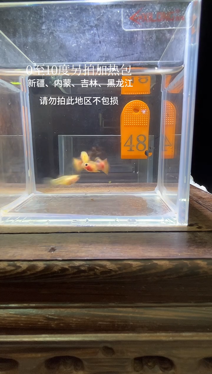 孔雀鱼幻彩玻璃猫短体编号48