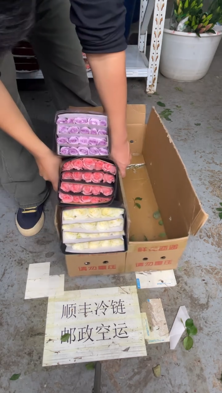 骄傲20枝+戴安娜20枝+海洋之歌20枝