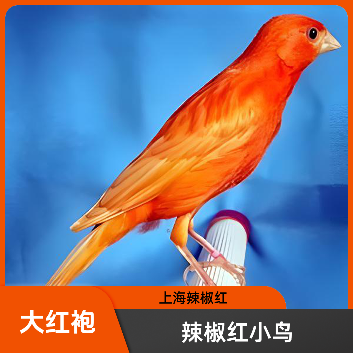 玉鸟活体 辣椒红 大鸟  大红袍 芙蓉鸟金丝雀活物鸟 京东顺丰发