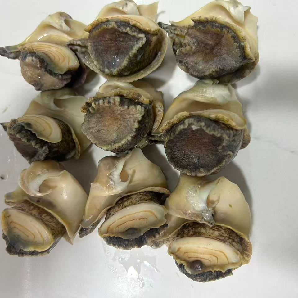 速冻海螺海螺肉每斤20个左右三斤顺丰包邮