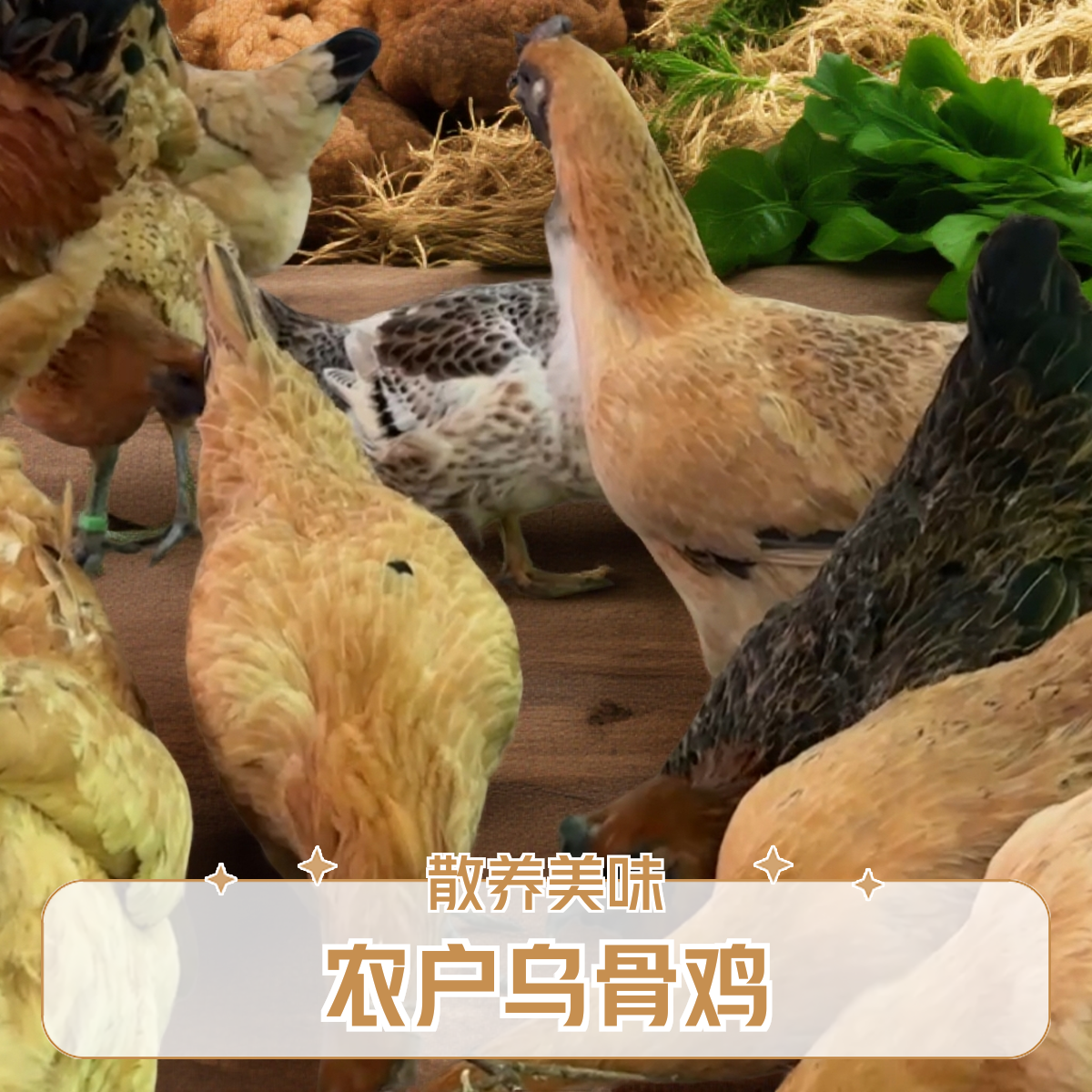 农户散养粮食乌骨土鸡，母鸡4–4.5斤宰杀速冻保鲜冷链发货