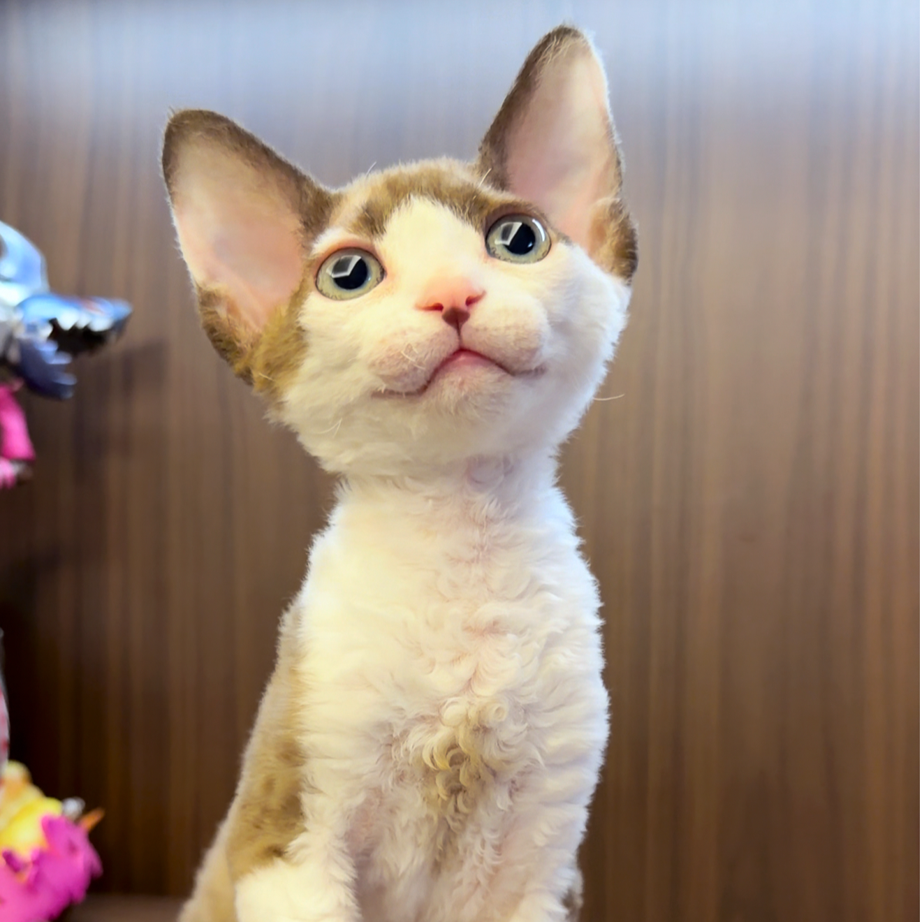 德文卷毛猫咖白正开脸妹妹活体保健康