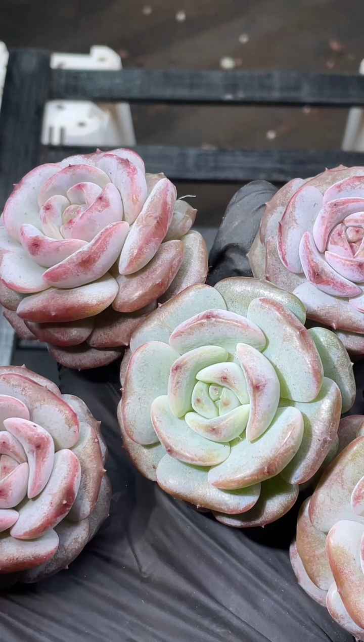  18-23新品2-3厘米量拍发一颗