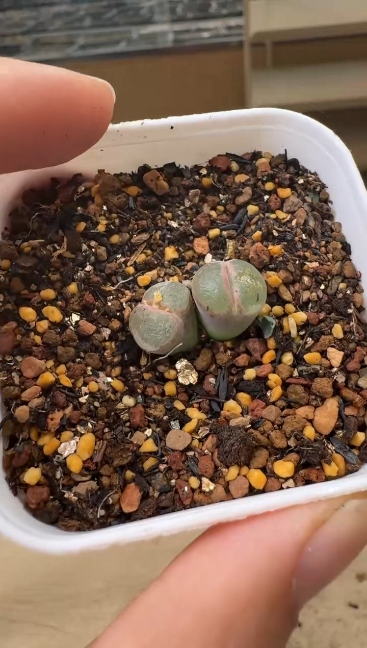 8-150多肉植物肉锥