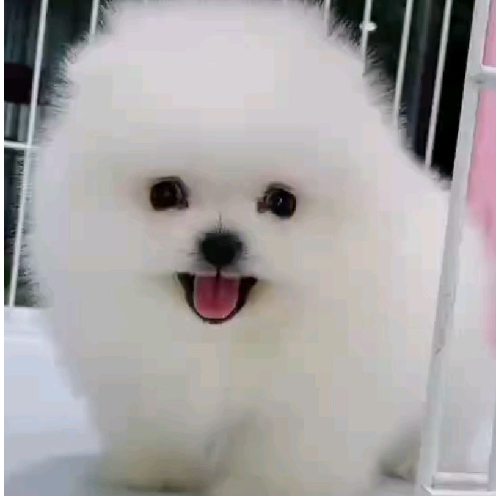 狗狗活体博美边牧萨摩耶（以直播间展示为准）