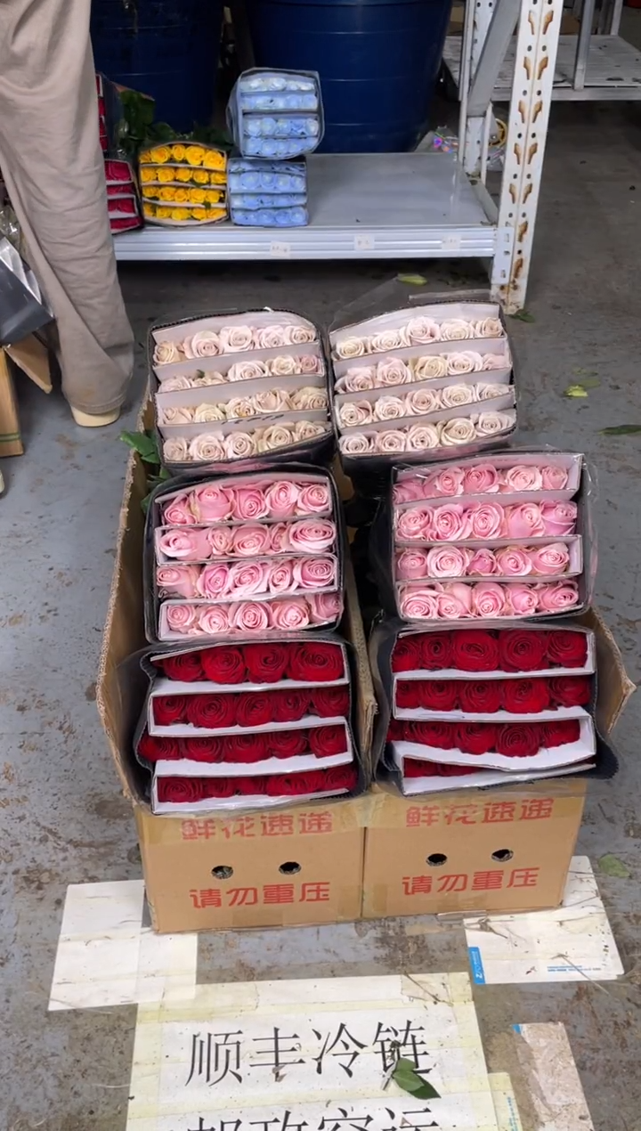 高原红20枝+粉红20枝+曼塔20枝