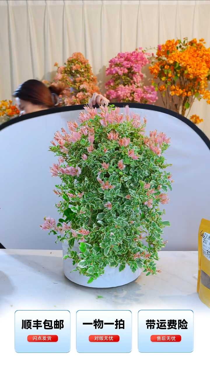 大部分开放少量花苞少女心