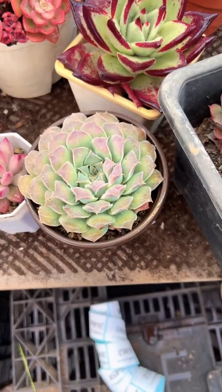 执***生多肉植物一物一拍26440