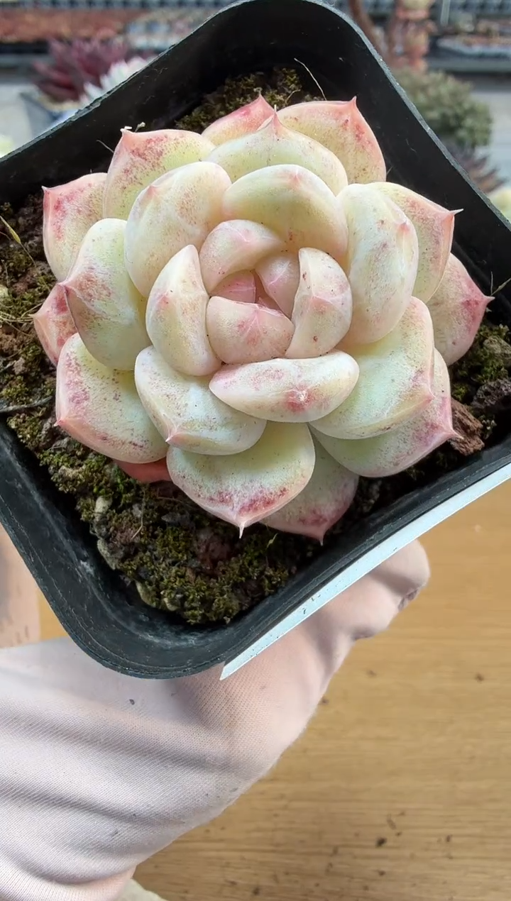 东云多肉园二店-263