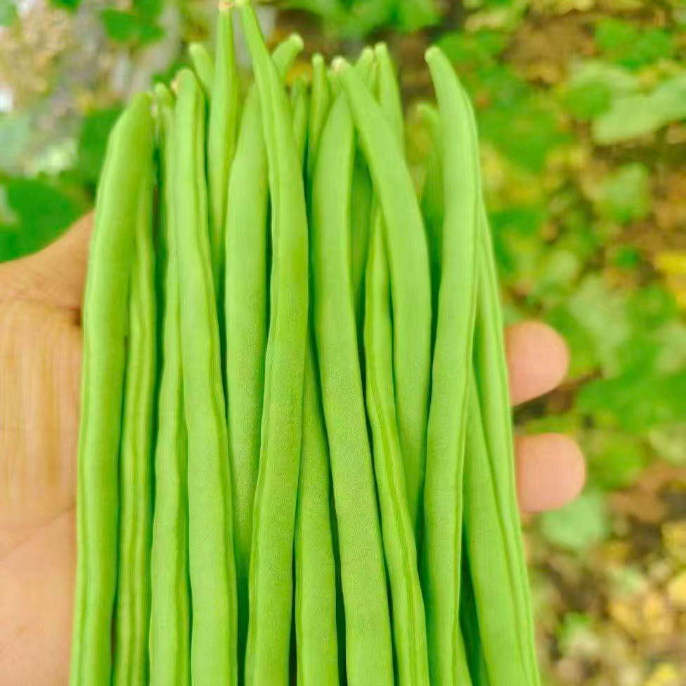 【保温箱】云南永德露天优质四季豆（包邮到家）