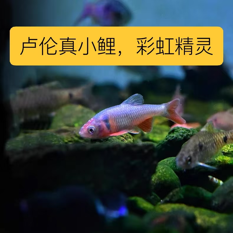 新疆发货包邮彩虹精灵水草缸小型观赏鱼好养耐活新手可养