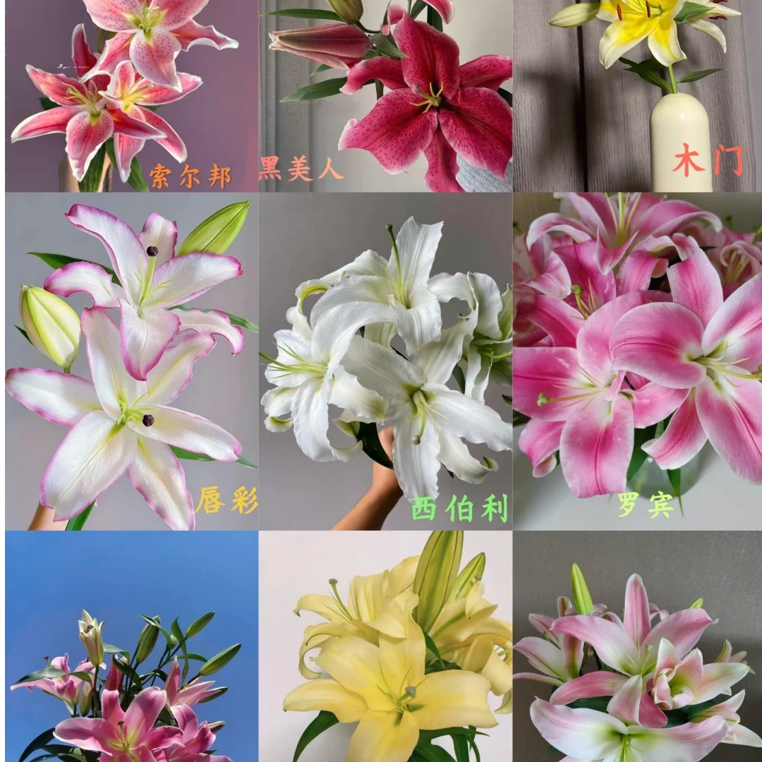 【源头优选】百合 任意2单鲜花包邮 发货后不支持退款