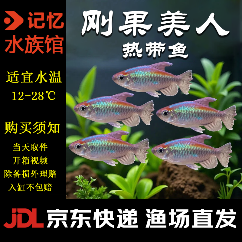 【刚果美人鱼】京东包邮小型可混养热带观赏鱼活体适合新手草缸群游