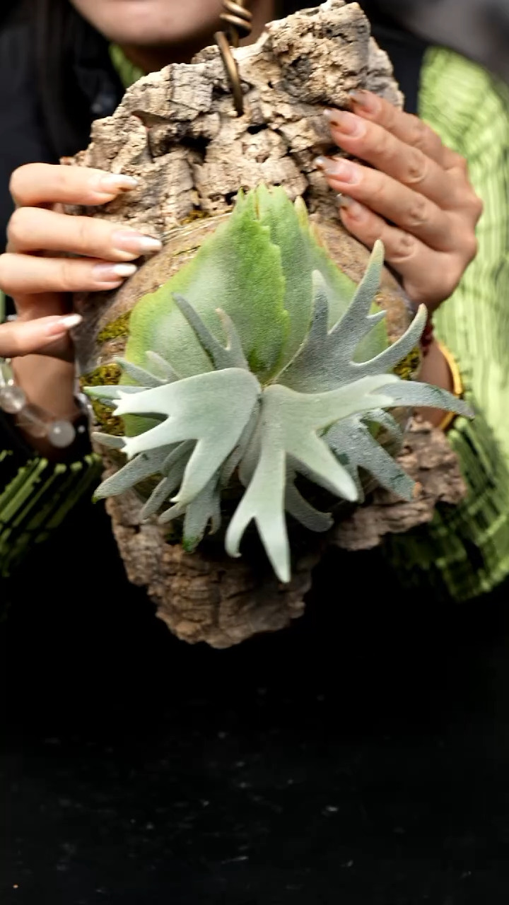 不开花植物LC1227-15 玉女