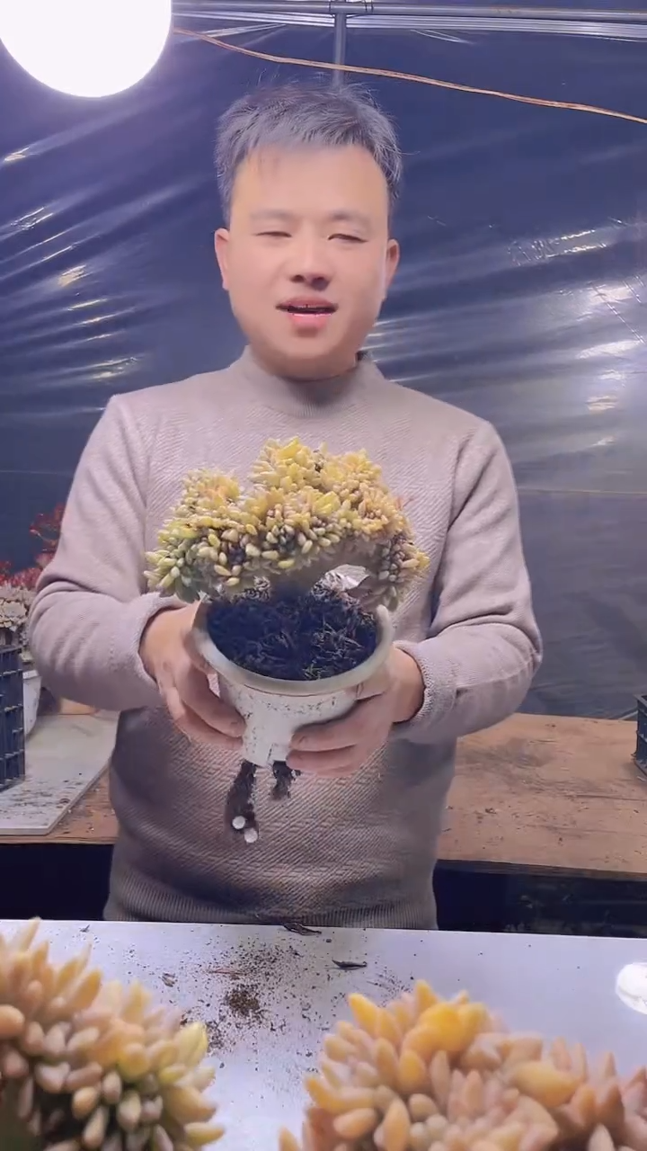 【闪购商品】缀化336