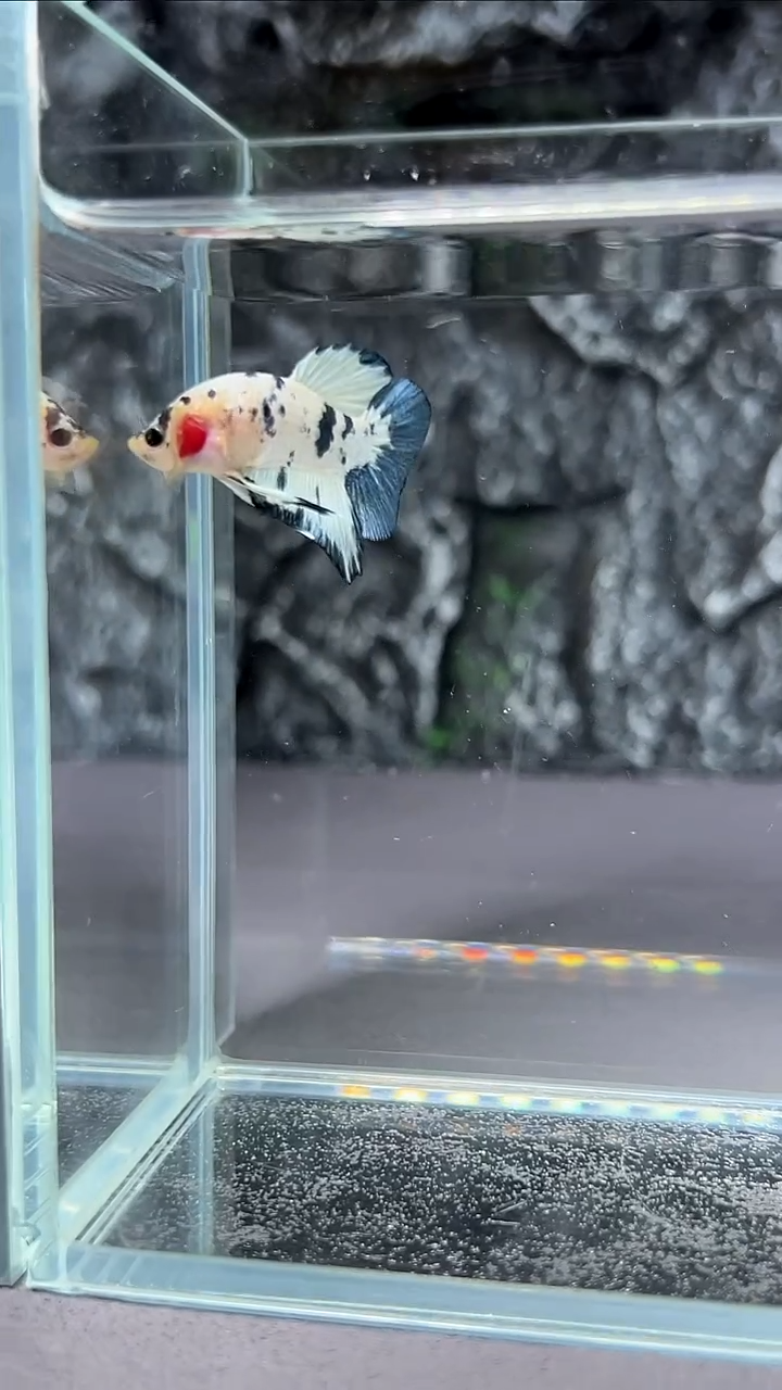 斗鱼竞拍链接A118