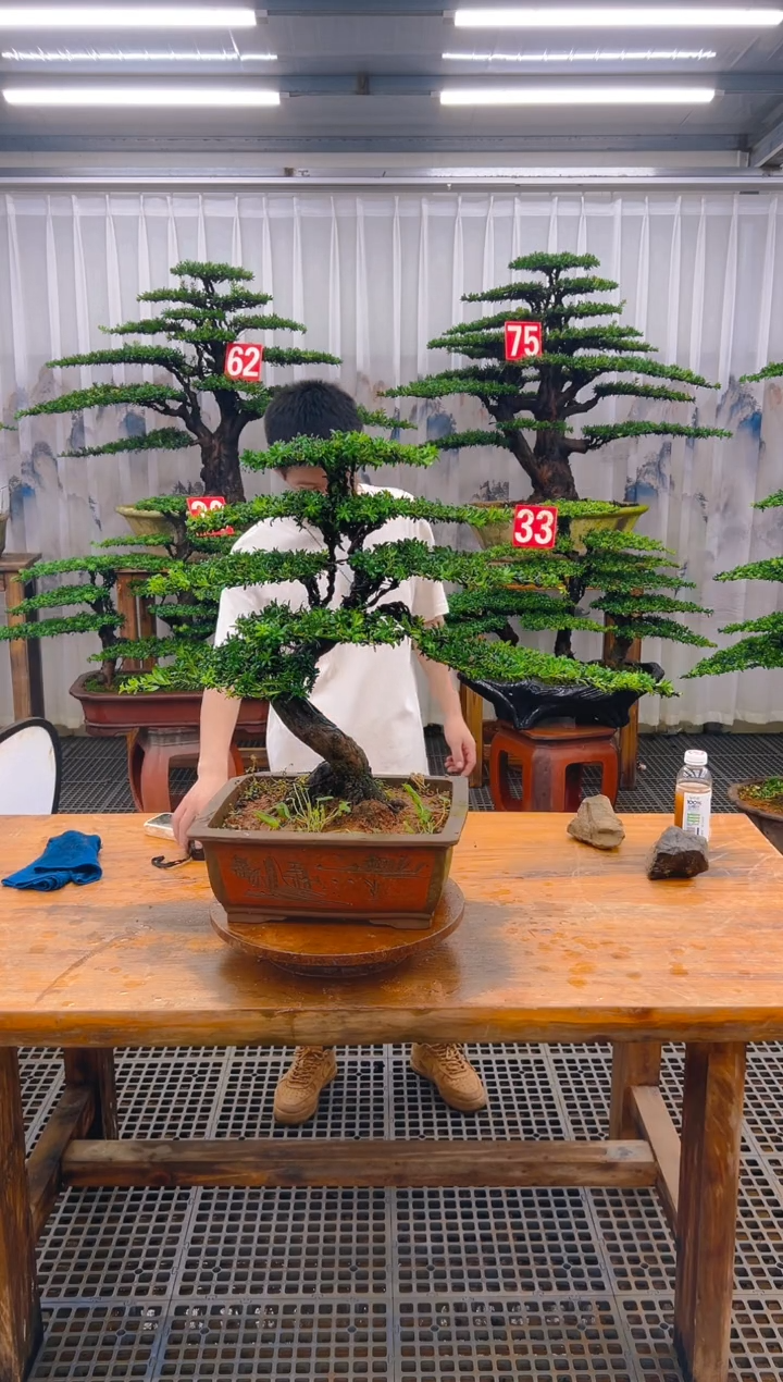 无花朵精品盆景直播间一物一拍