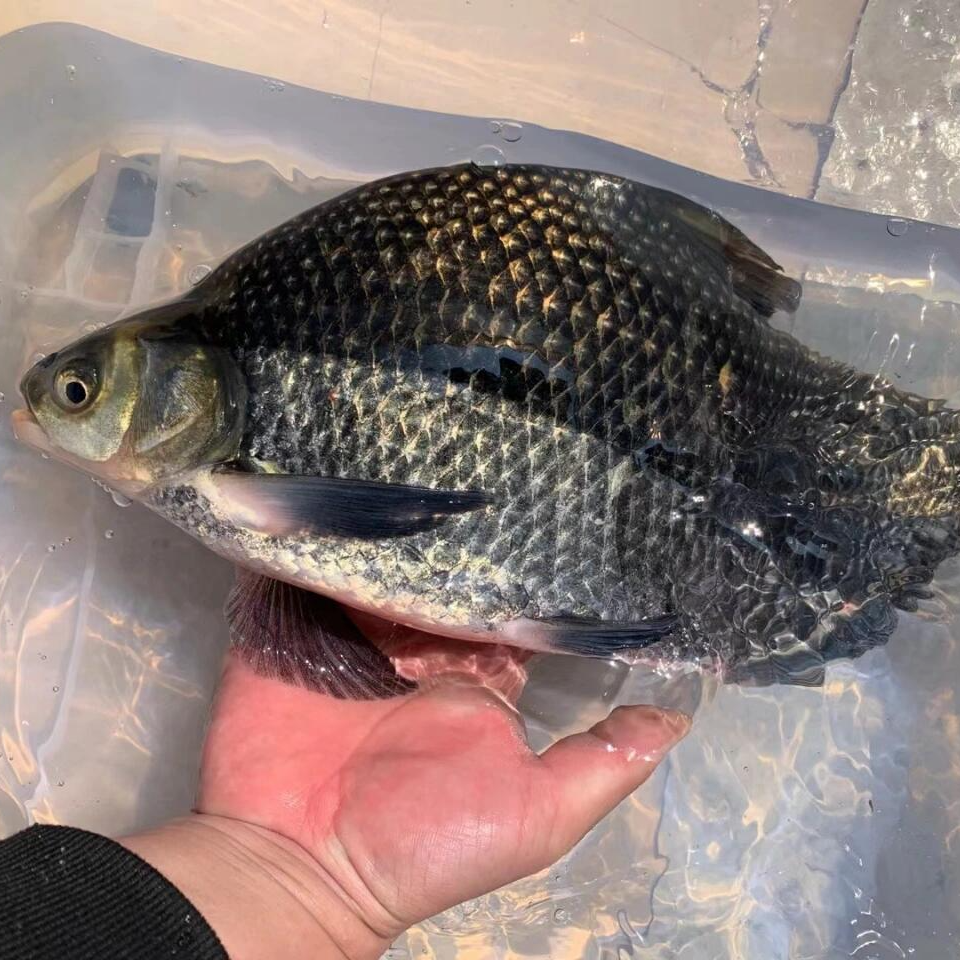 鳊鱼鲜活现杀三去去鳞去肠去鳃