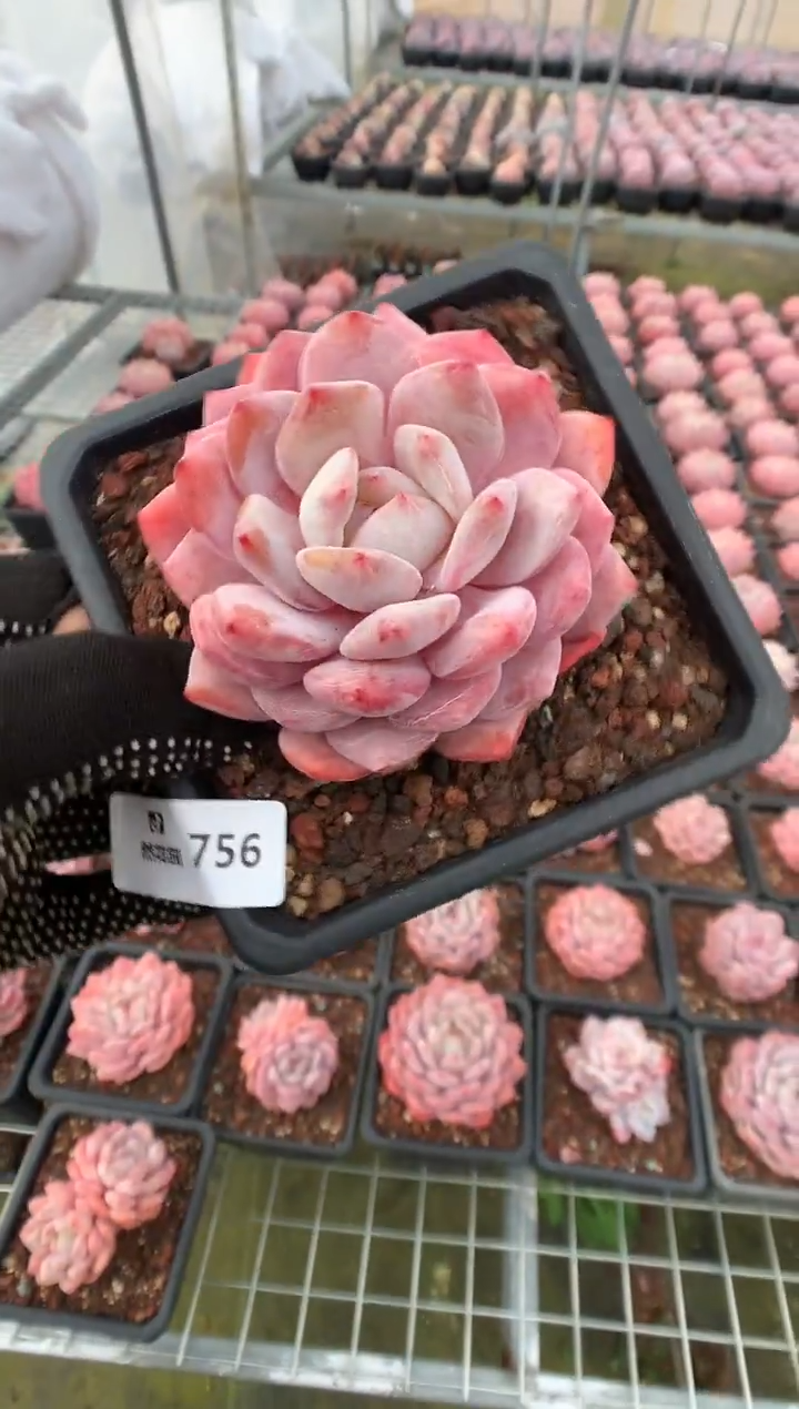 756星橙多肉植物一物一拍