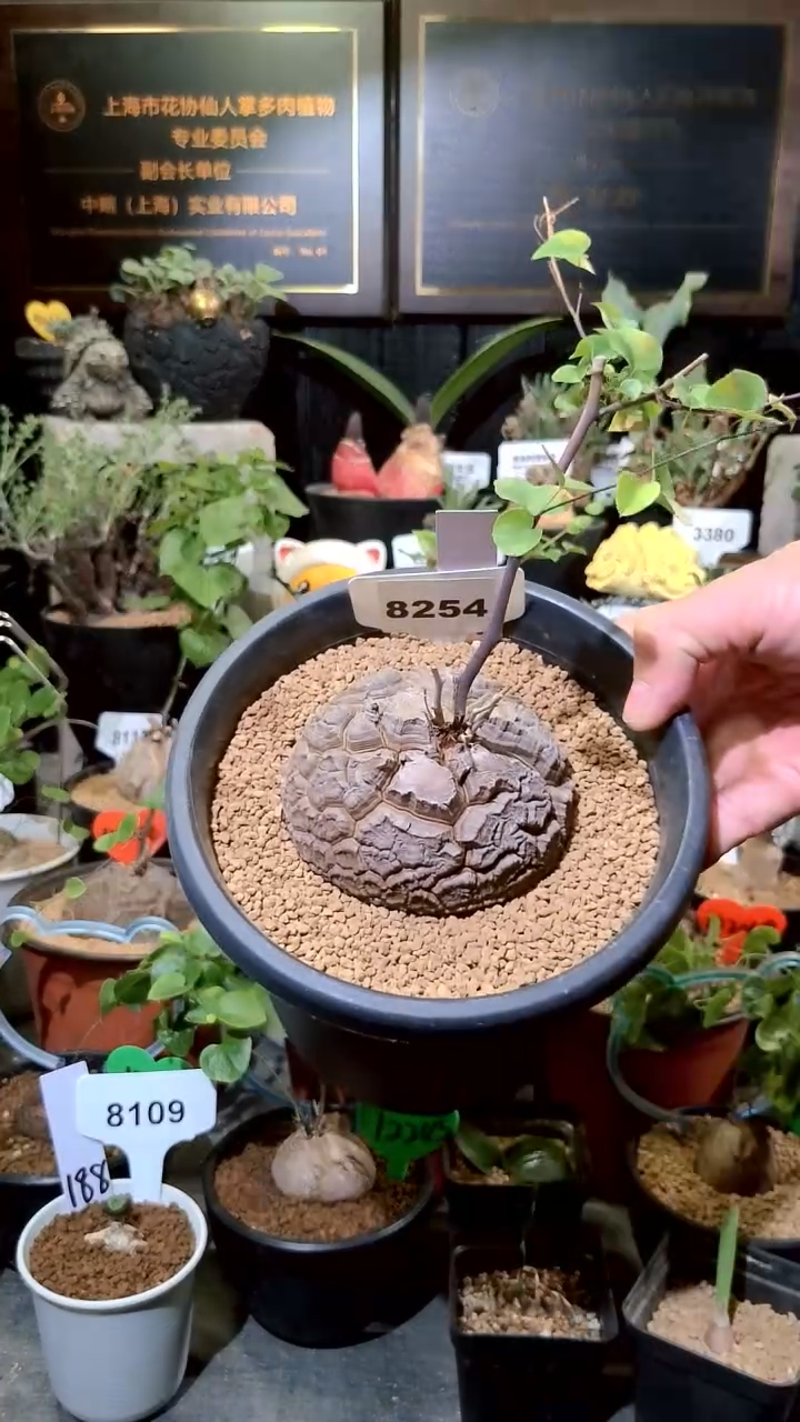 8254号1224甄选单颗南非龟甲龙