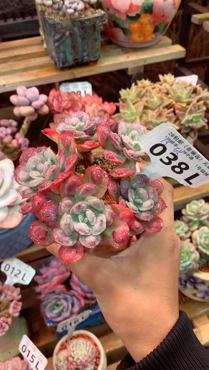 038L有砍（一物一拍，精品多肉，所见即所得 ）