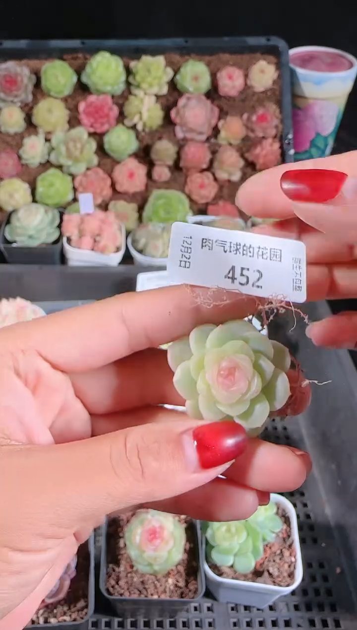 1202-452椰子冻多肉群生不包整