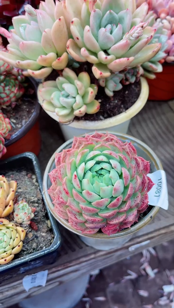 【闪购商品】10081