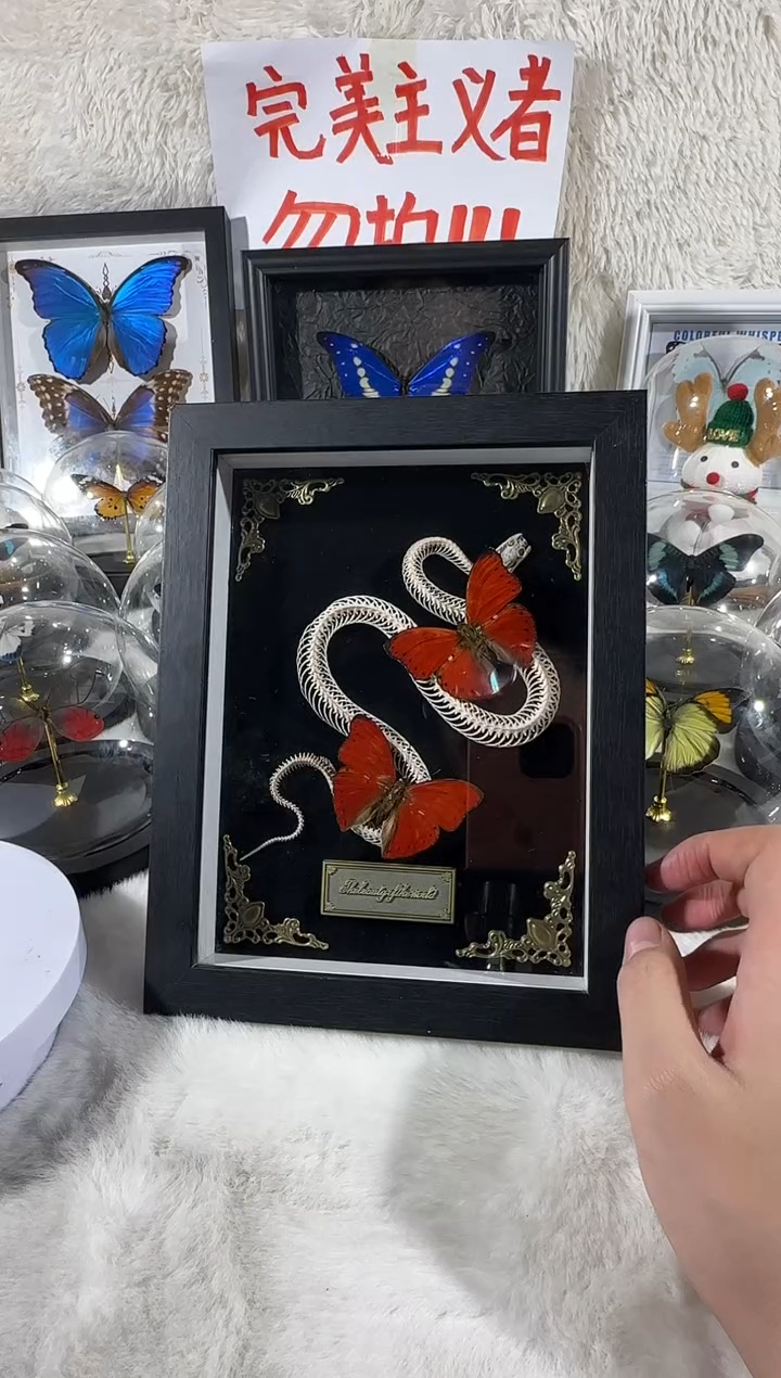 蛇骨双卓越8寸相框  