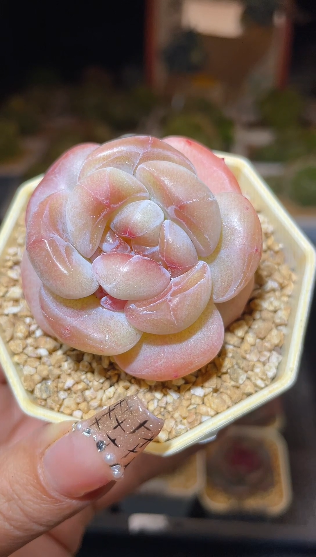 【闪购商品】241小胖猪