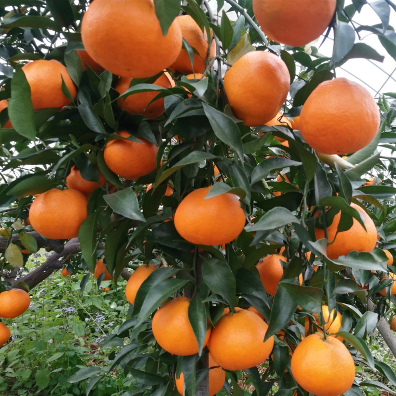 苗阁园艺正宗嫁接【明日见阿斯密】裸根橘子树苗庭院阳台种植高成活