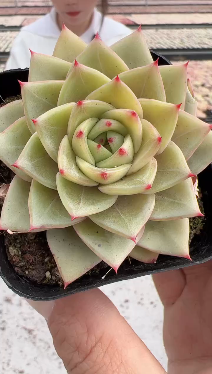 【闪购商品】龙鳞-4