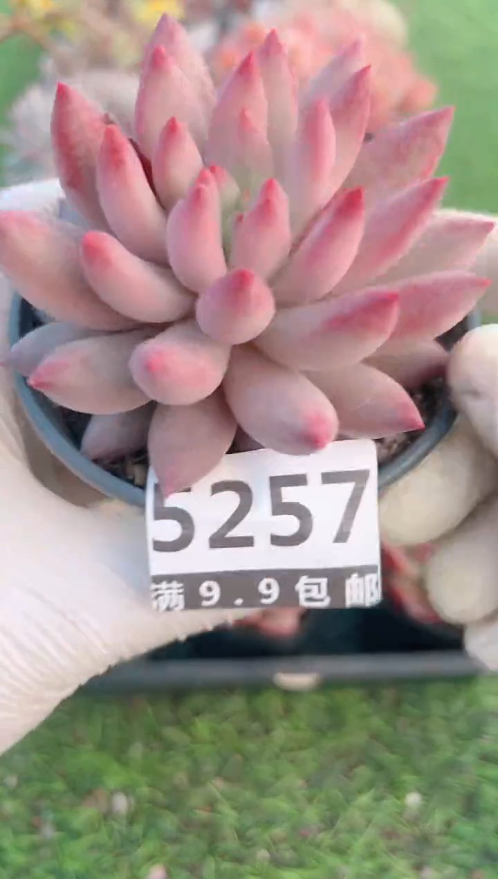 【闪购商品】信福多肉一物一拍