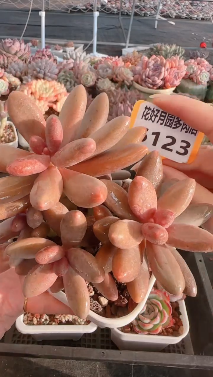 【闪购商品】6123.