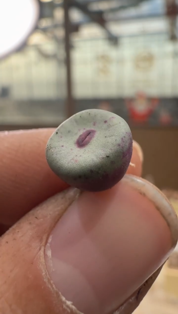 26-170多肉植物肉锥